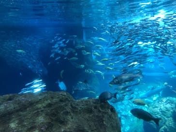 新江ノ島水族館に投稿された画像（2023/4/29）