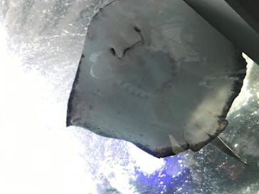 新江ノ島水族館に投稿された画像（2023/4/29）