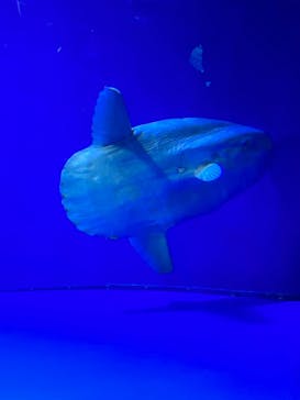 サンシャイン水族館に投稿された画像（2023/4/29）