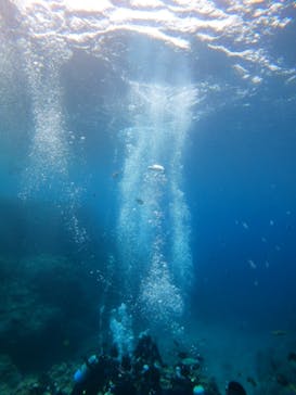 沖縄マリンサービス碧に投稿された画像（2023/4/29）