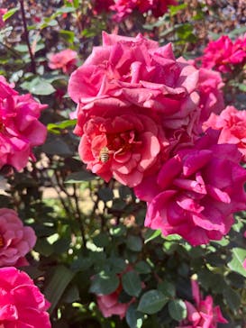 横浜イングリッシュガーデンに投稿された画像（2023/4/29）