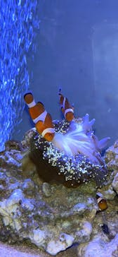 横浜ランドマークタワー 69階展望フロア スカイガーデンに投稿された画像（2023/4/29）