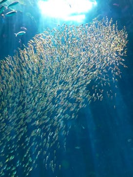 環境水族館アクアマリンふくしまに投稿された画像（2023/4/29）