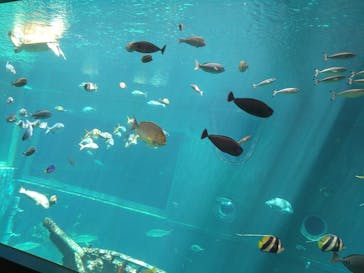 箱根園水族館に投稿された画像（2023/4/29）