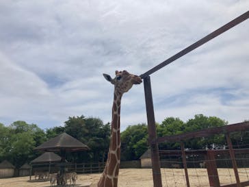 よみうりランド 遊園地に投稿された画像（2023/4/29）