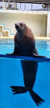 伊豆・三津シーパラダイスに投稿された画像（2023/4/29）