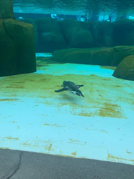 天王寺動物園に投稿された画像（2023/4/30）