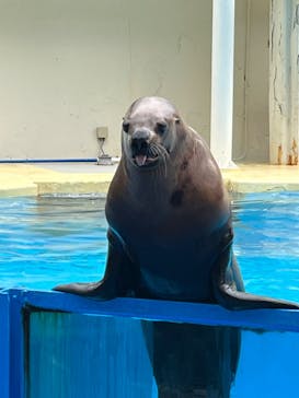 伊豆・三津シーパラダイスに投稿された画像（2023/4/30）