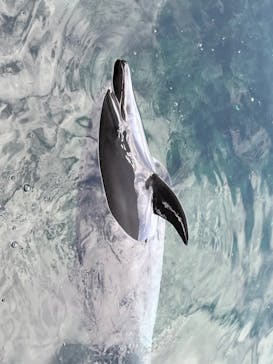 伊豆・三津シーパラダイスに投稿された画像（2023/4/30）