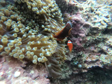 武藤潜水に投稿された画像（2023/4/30）