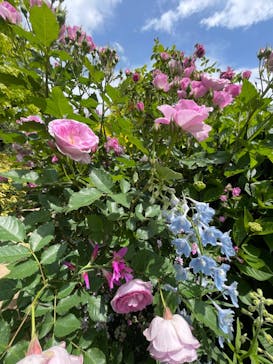 横浜イングリッシュガーデンに投稿された画像（2023/4/30）