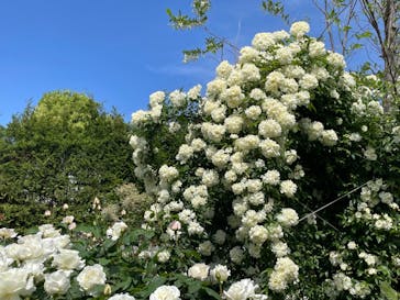 横浜イングリッシュガーデンに投稿された画像（2023/4/30）