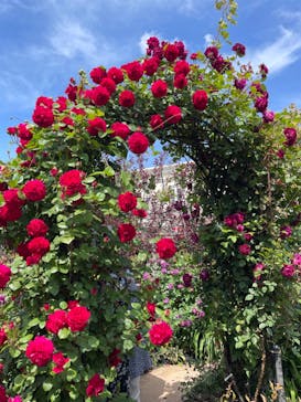 横浜イングリッシュガーデンに投稿された画像（2023/4/30）