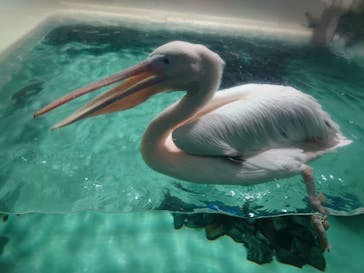 大分マリーンパレス水族館 「うみたまご」に投稿された画像（2023/4/30）