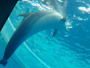大分マリーンパレス水族館 「うみたまご」に投稿された画像（2023/4/30）