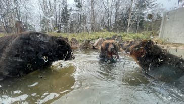 サホロリゾート　ベア･マウンテンに投稿された画像（2023/4/30）