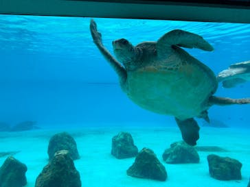 沖縄美ら海水族館に投稿された画像（2023/4/30）