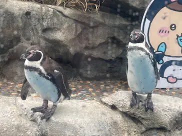 仙台うみの杜水族館に投稿された画像（2023/4/30）