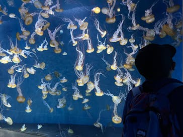 新江ノ島水族館に投稿された画像（2023/4/30）