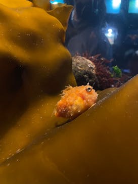環境水族館アクアマリンふくしまに投稿された画像（2023/4/30）