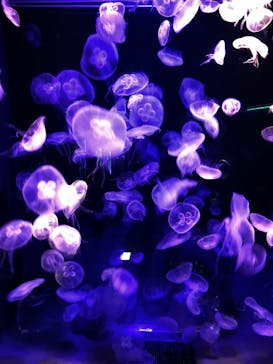 島根県立 しまね海洋館に投稿された画像（2023/4/30）