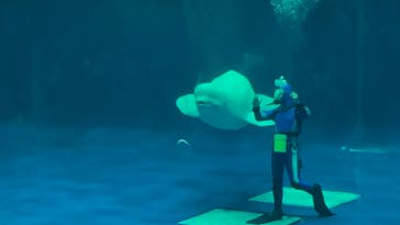 島根県立 しまね海洋館に投稿された画像（2023/4/30）