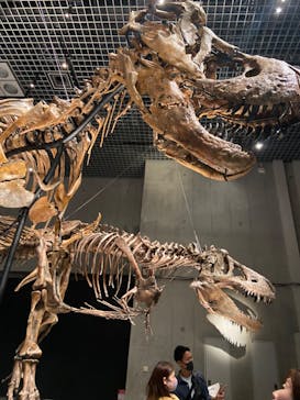 特別展「恐竜博2023」に投稿された画像（2023/4/30）
