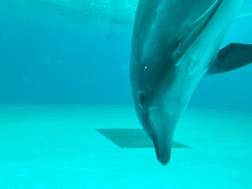 しながわ水族館に投稿された画像（2023/4/30）