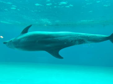 しながわ水族館に投稿された画像（2023/4/30）