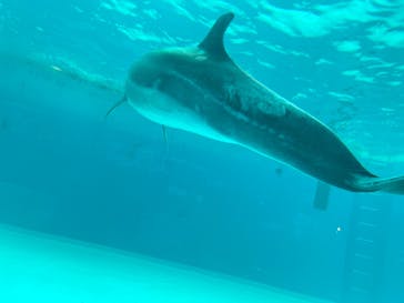 しながわ水族館に投稿された画像（2023/4/30）