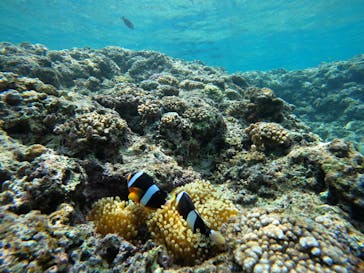 沖縄マリンサービス碧に投稿された画像（2023/4/30）