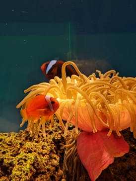 島根県立 しまね海洋館に投稿された画像（2023/4/30）