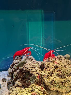 島根県立 しまね海洋館に投稿された画像（2023/4/30）