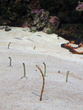 島根県立 しまね海洋館に投稿された画像（2023/4/30）