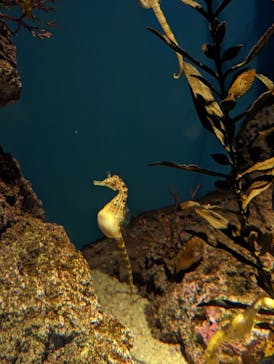 島根県立 しまね海洋館に投稿された画像（2023/4/30）