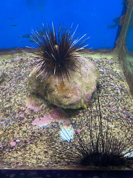 串本海中公園水族館に投稿された画像（2023/4/30）