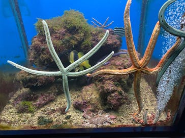 串本海中公園水族館に投稿された画像（2023/4/30）