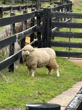 淡路ファームパーク イングランドの丘に投稿された画像（2023/4/30）