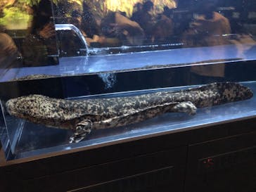 京都水族館に投稿された画像（2023/4/30）