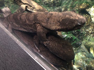 京都水族館に投稿された画像（2023/4/30）