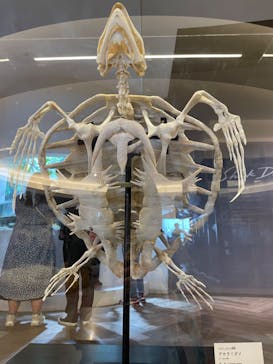 アクアワールド茨城県大洗水族館に投稿された画像（2023/4/30）