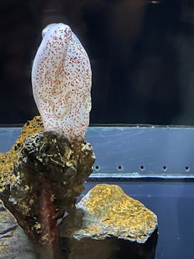 アクアワールド茨城県大洗水族館に投稿された画像（2023/4/30）