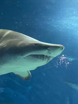 アクアワールド茨城県大洗水族館に投稿された画像（2023/4/30）