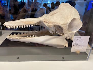 アクアワールド茨城県大洗水族館に投稿された画像（2023/4/30）