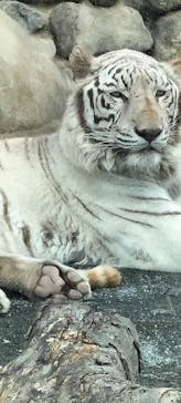 東武動物公園に投稿された画像（2023/4/30）