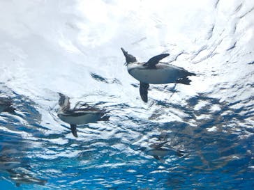 サンシャイン水族館に投稿された画像（2023/4/30）