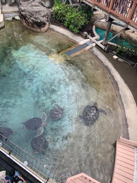 新江ノ島水族館に投稿された画像（2023/4/30）