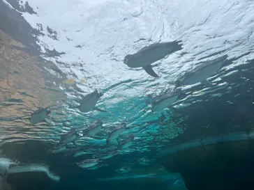 天王寺動物園に投稿された画像（2023/4/30）
