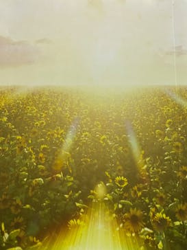 ゴッホ・アライブ神戸に投稿された画像（2023/4/30）