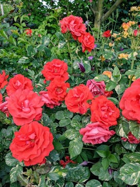 横浜イングリッシュガーデンに投稿された画像（2023/4/30）